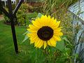 2007-1001_1350_13.5_C_Sunflower